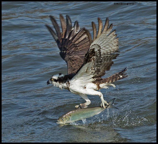 _8SB8113 osprey catching fish.jpg